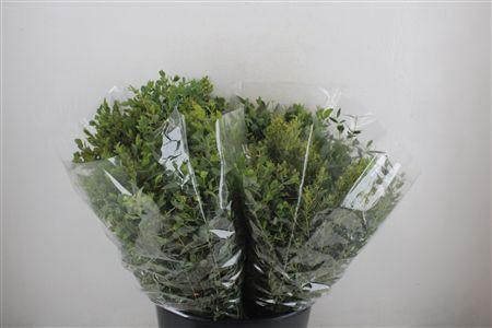 <h4>EUCA PARVIFOLIA SHORT 150GR P BUNCH</h4>