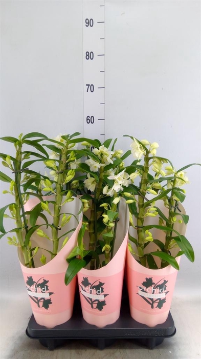 <h4>Dendrobium nob. 'StarCla Apollon'</h4>