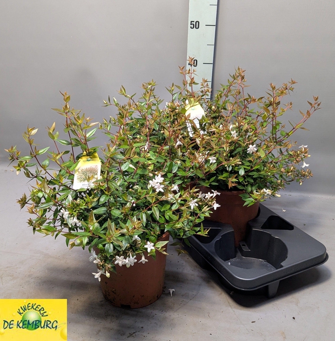 <h4>ABEL GRANDIFLORA</h4>