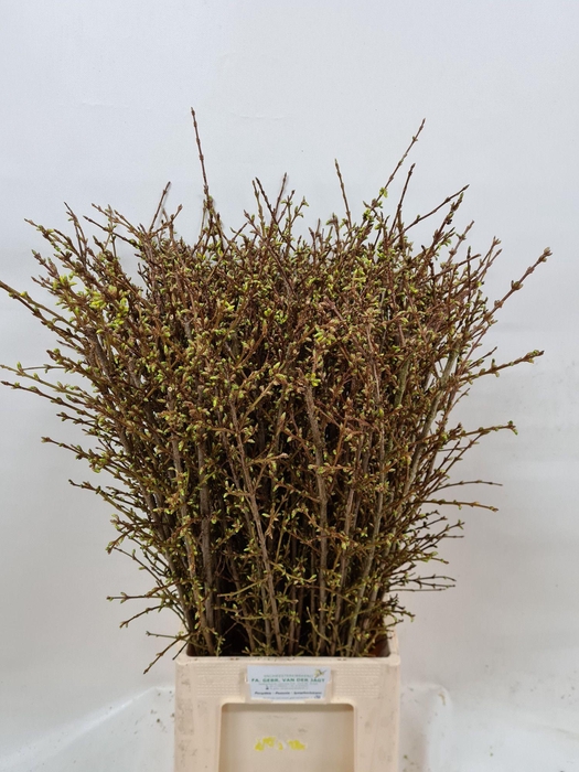 <h4>FORSY I SPECTABILIS</h4>