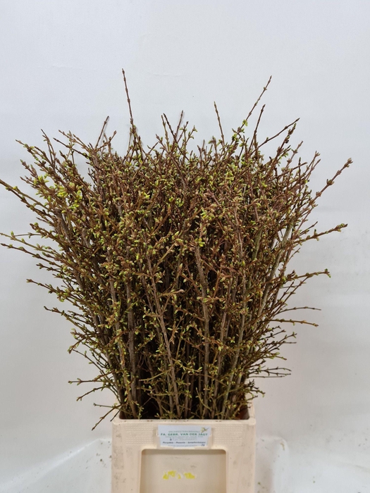 <h4>FORSY I SPECTABILIS</h4>