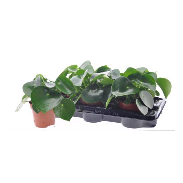 <h4>Peperomia polybotrya Raindrop 12Ø 22cm</h4>