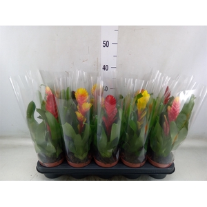 Vriesea   ...mix 6