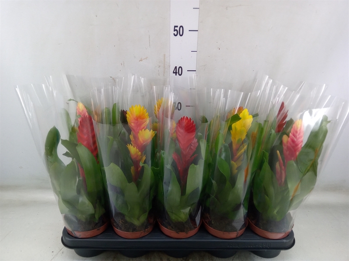 <h4>Vriesea   ...mix 6</h4>