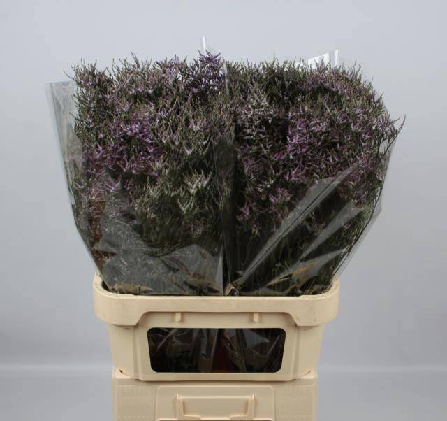 <h4>LIM SAF LILAC</h4>