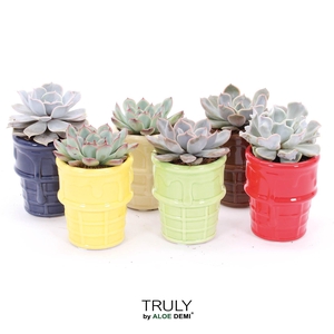 TRULY Echeveria, ice cream