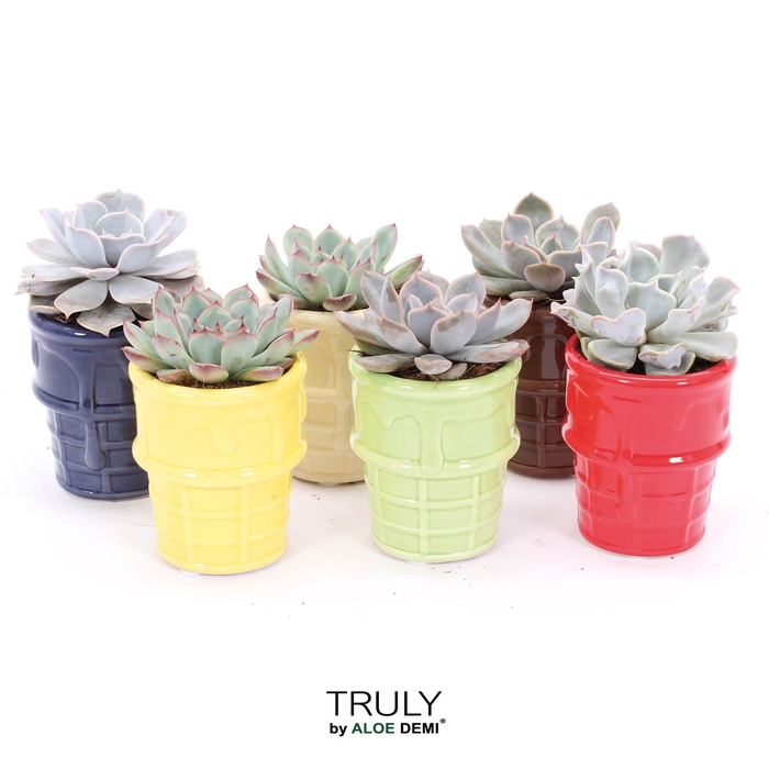 <h4>TRULY Echeveria, ice cream</h4>