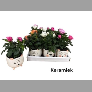 ARR ROSA POT