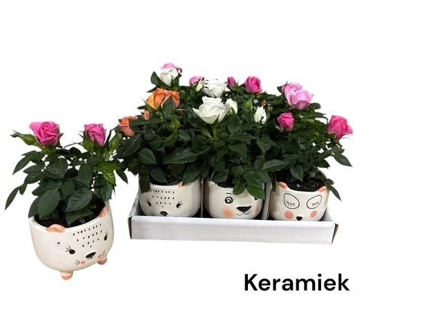 <h4>ARR ROSA POT</h4>
