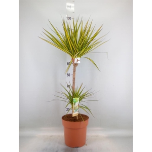 Dracaena marg. 'Sunray'