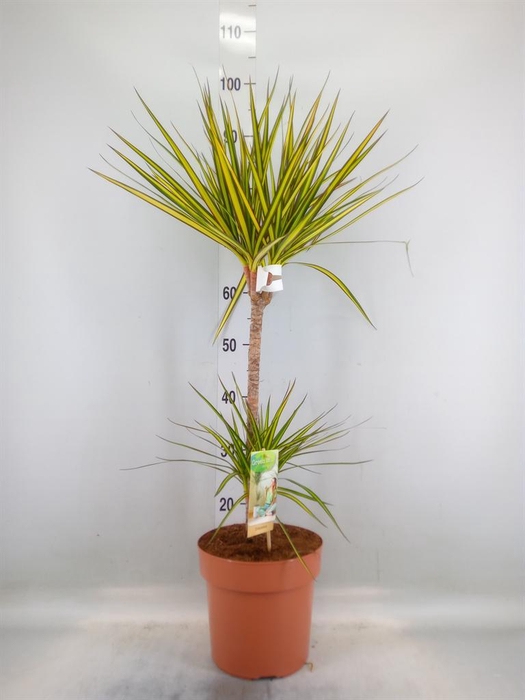 <h4>Dracaena marg. 'Sunray'</h4>
