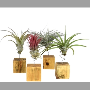 ARR TILLANDSIA