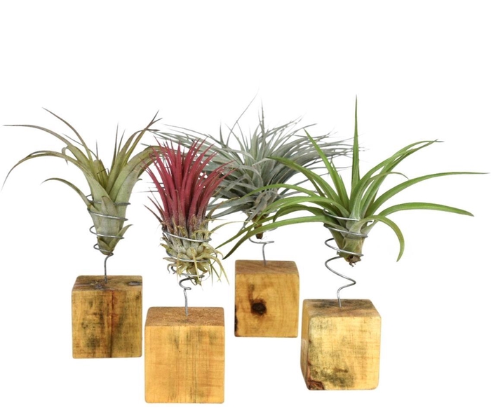 <h4>ARR TILLANDSIA</h4>