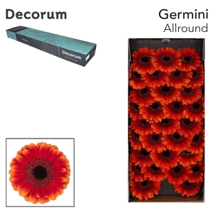 Germini Allround Doos