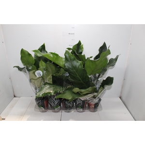 ANTHURIUM PLOWMANII P12