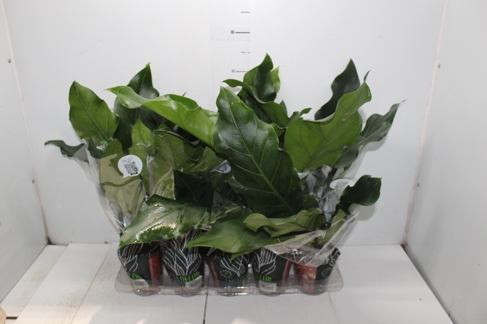 <h4>ANTHURIUM PLOWMANII P12</h4>