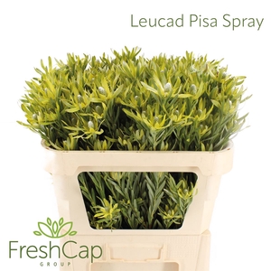 Leucad Pisa Spray