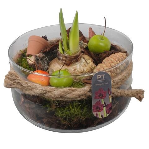 <h4>PTAA8802 Arrangement Amaryllis in glas schaal</h4>