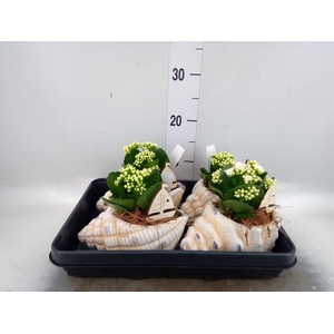 Arr.    Planten  L%