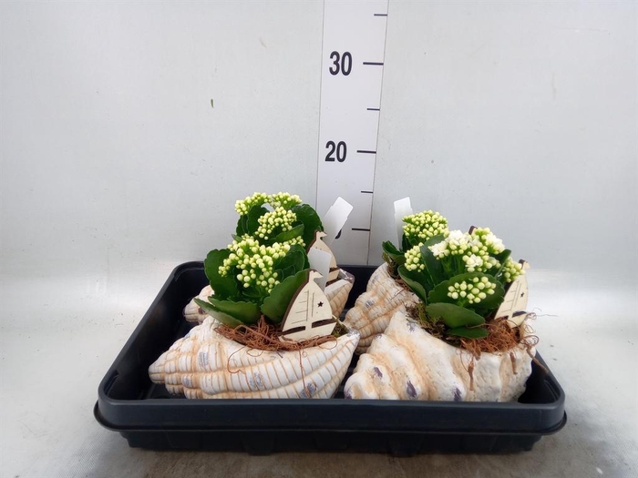 <h4>Arr.    Planten  L%</h4>
