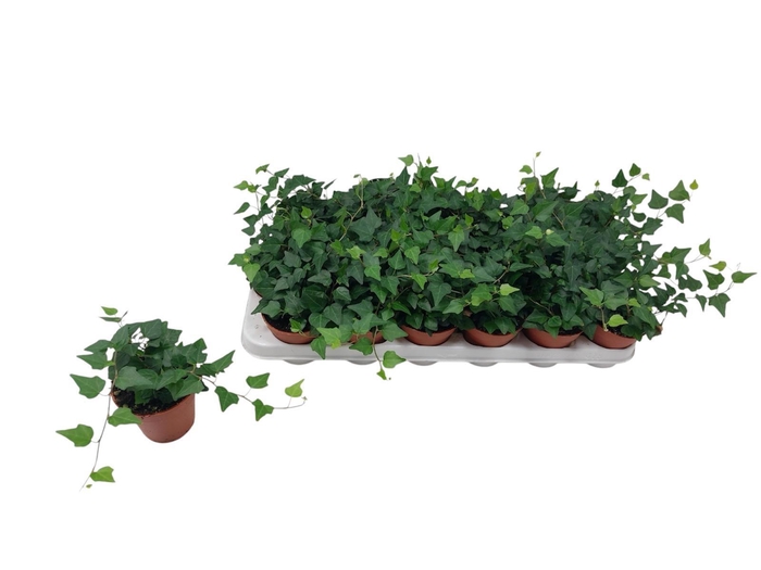 <h4>HED HE LADY KAY</h4>