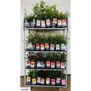 Rosa Gem Mixk 1 Klr Per Tray