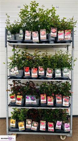 <h4>Rosa Gem Mixk 1 Klr Per Tray</h4>