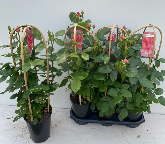 <h4>ROSA FL DOLCE SELECT</h4>
