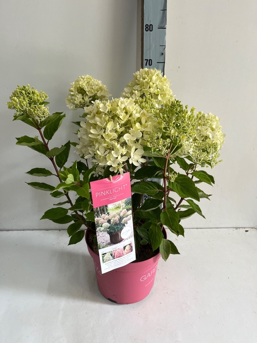 <h4>HYDR PANICULATA</h4>
