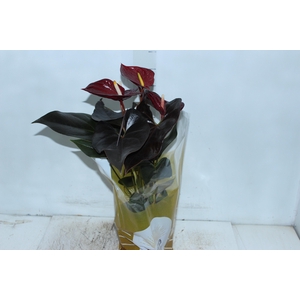 ANTHURIUM DELICATA P17