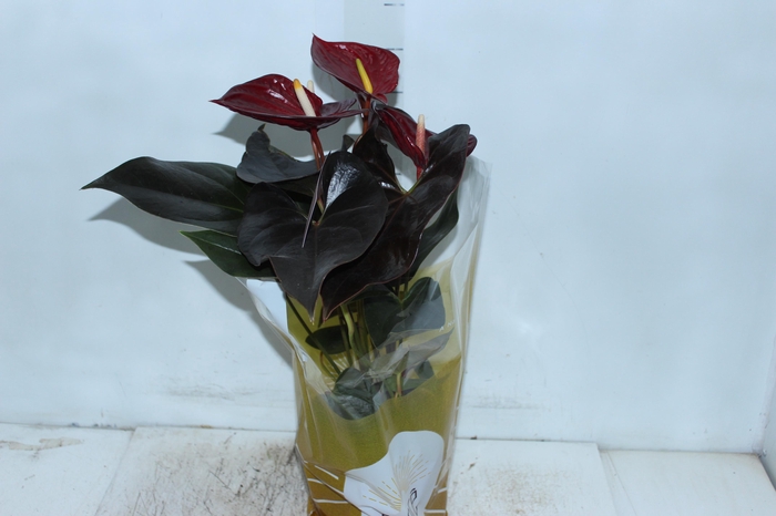 ANTHURIUM DELICATA P17