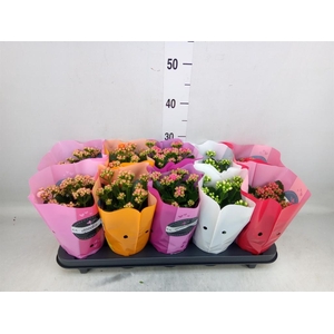 Kalanchoe blos. 'Perfecta'  ..mix 5