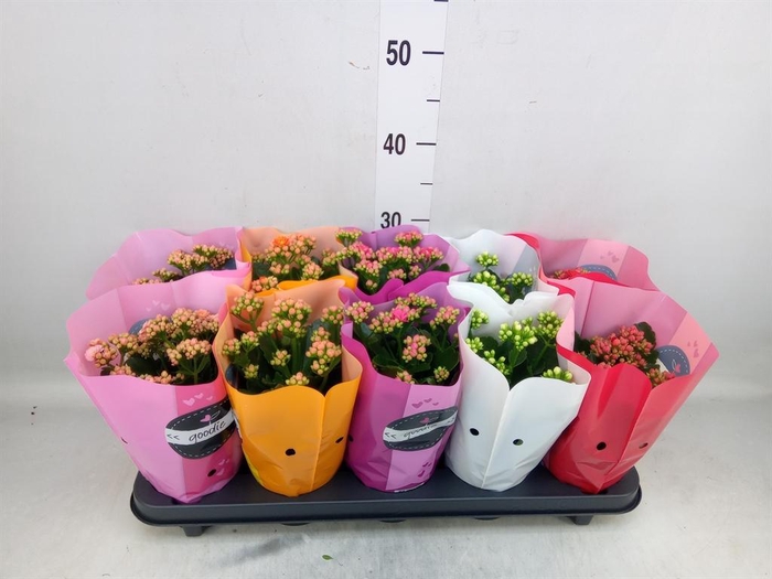 <h4>Kalanchoe blos. 'Perfecta'  ..mix 5</h4>