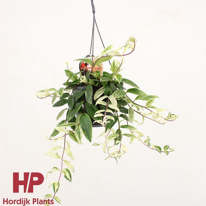 <h4>Aeschynanthus lobb. 'Variegatus'</h4>