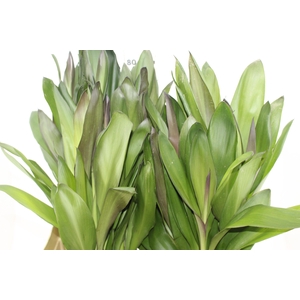 FOLHAGEM DRACENA POA