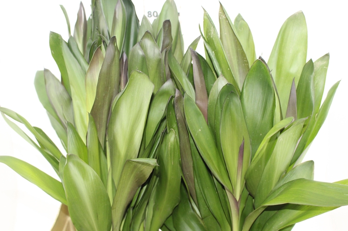 <h4>FOLHAGEM DRACENA POA</h4>