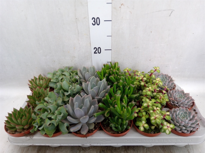 <h4>Succulents   ...</h4>