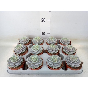 Echeveria   ...