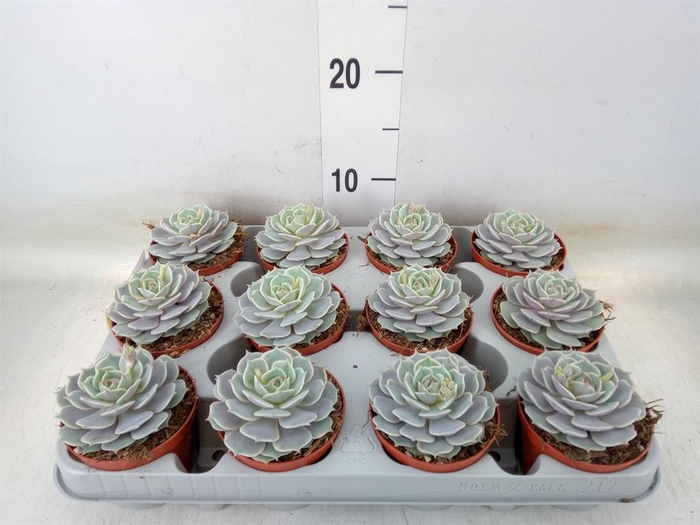 <h4>Echeveria   ...</h4>