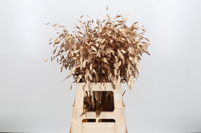 <h4>Chasmantium Kl Bh Antiek Goud</h4>