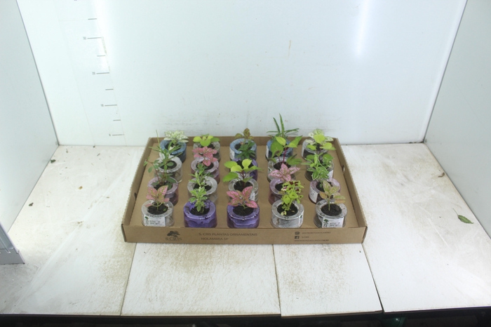 <h4>HIDROCULTURA VARIADO P05 PLANTA ORNAMENTAL</h4>