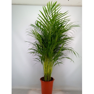 Dypsis lutescens   ...Chrysalidoca