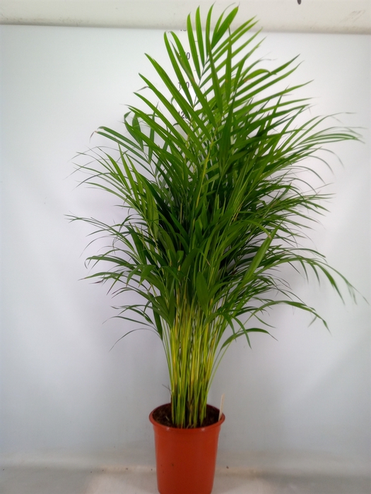 <h4>Dypsis lutescens   ...Chrysalidoca</h4>