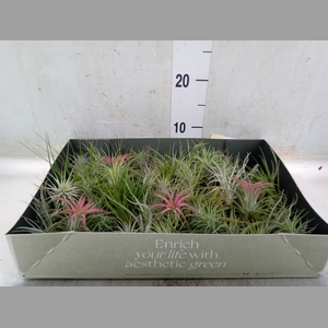 Tillandsia