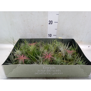 Tillandsia