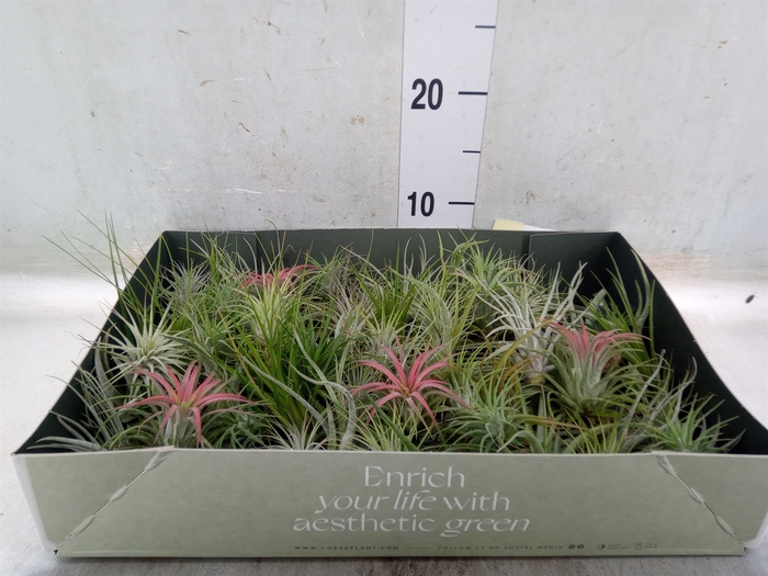 <h4>Tillandsia</h4>