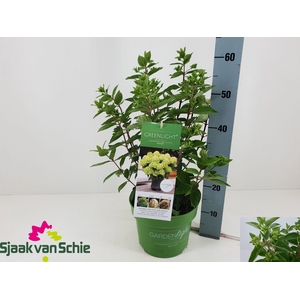 HYDR PANICULATA