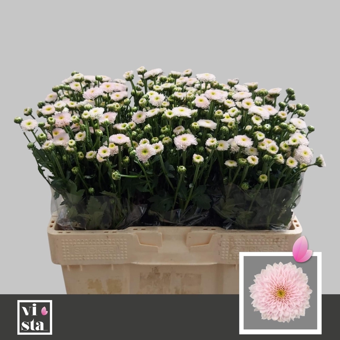 <h4>CHR S MILLER PEARL</h4>