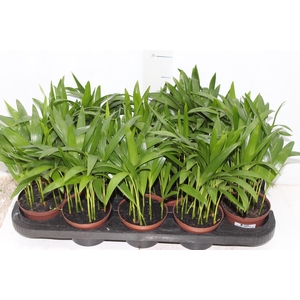 ARECA BAMBU P11