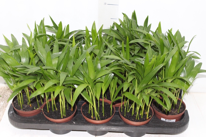 <h4>ARECA BAMBU P11</h4>